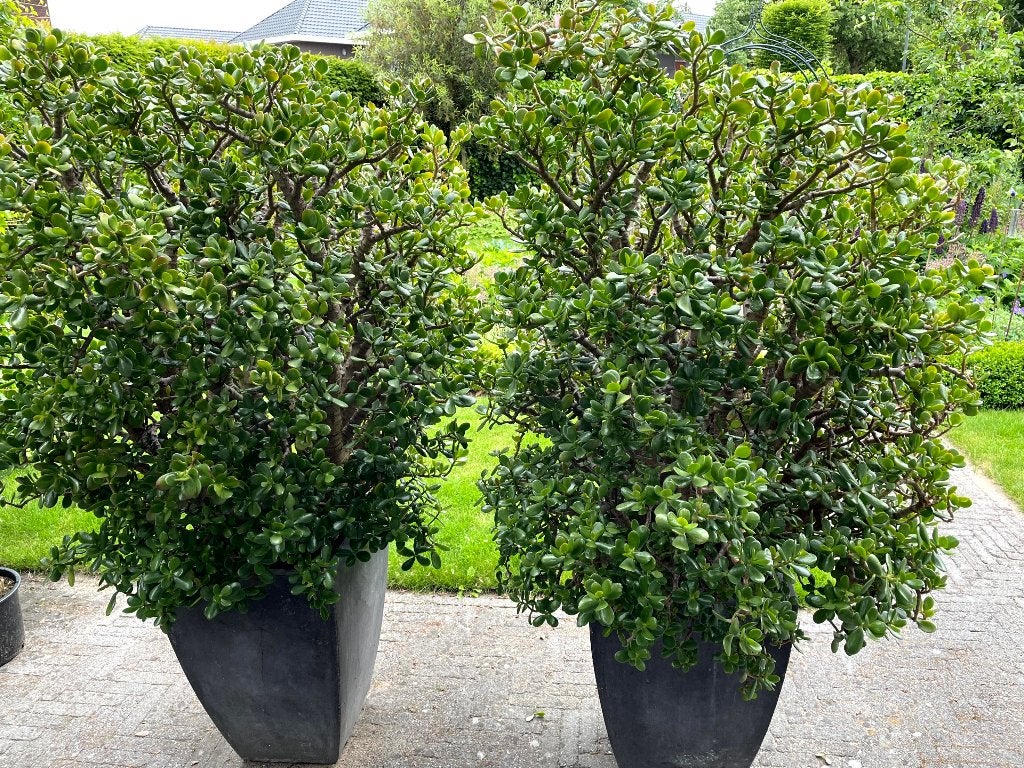 Zeldzaam mooie en ijzersterke crassula's, Bloeit niet, Overige soorten, 100 tot 250 cm, Ophalen