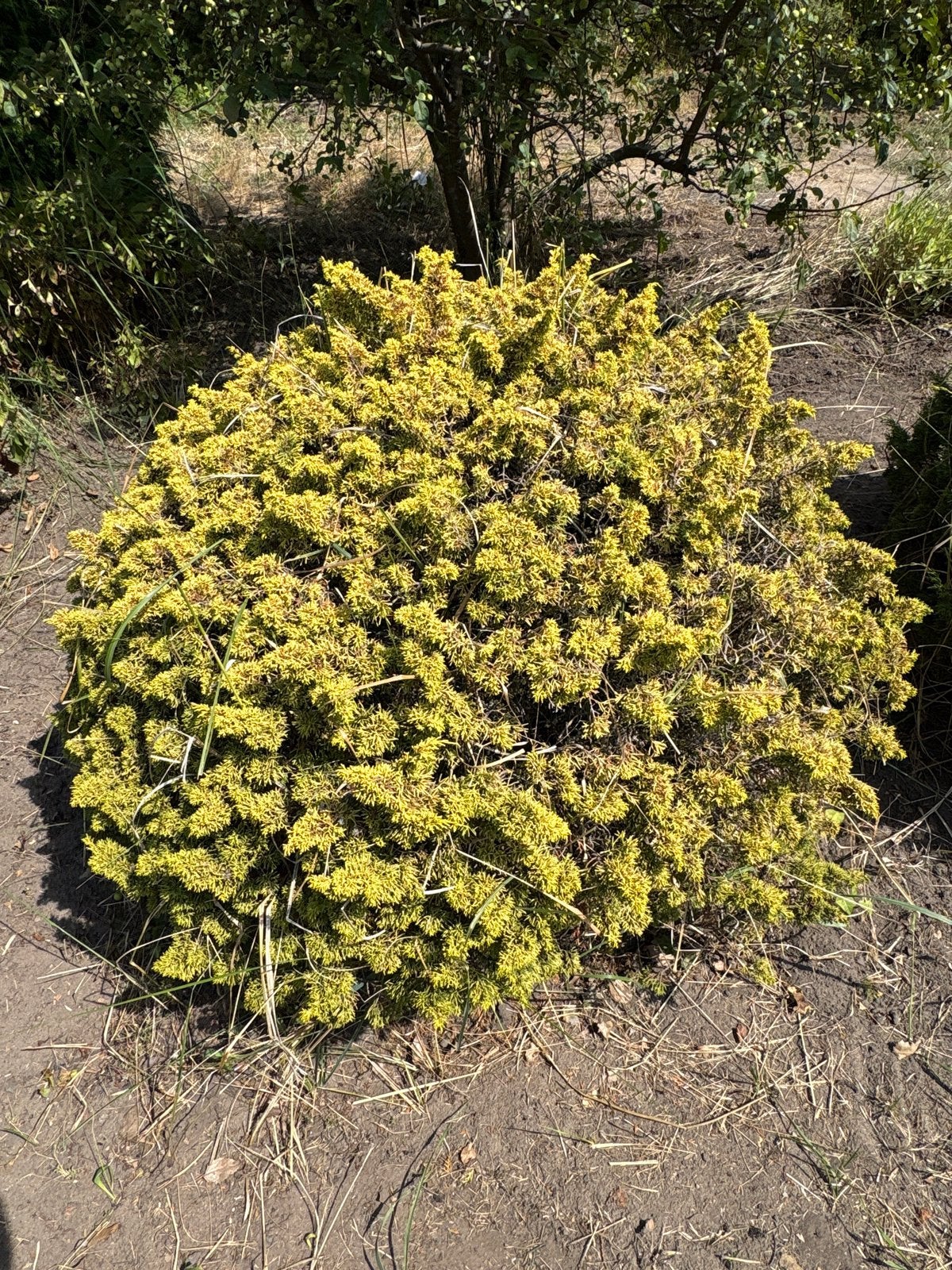 Compacte Gele Conifeer - Ideaal voor Tuin en Terras, Volle zon, Vaste plant, Bloeit niet, Ophalen