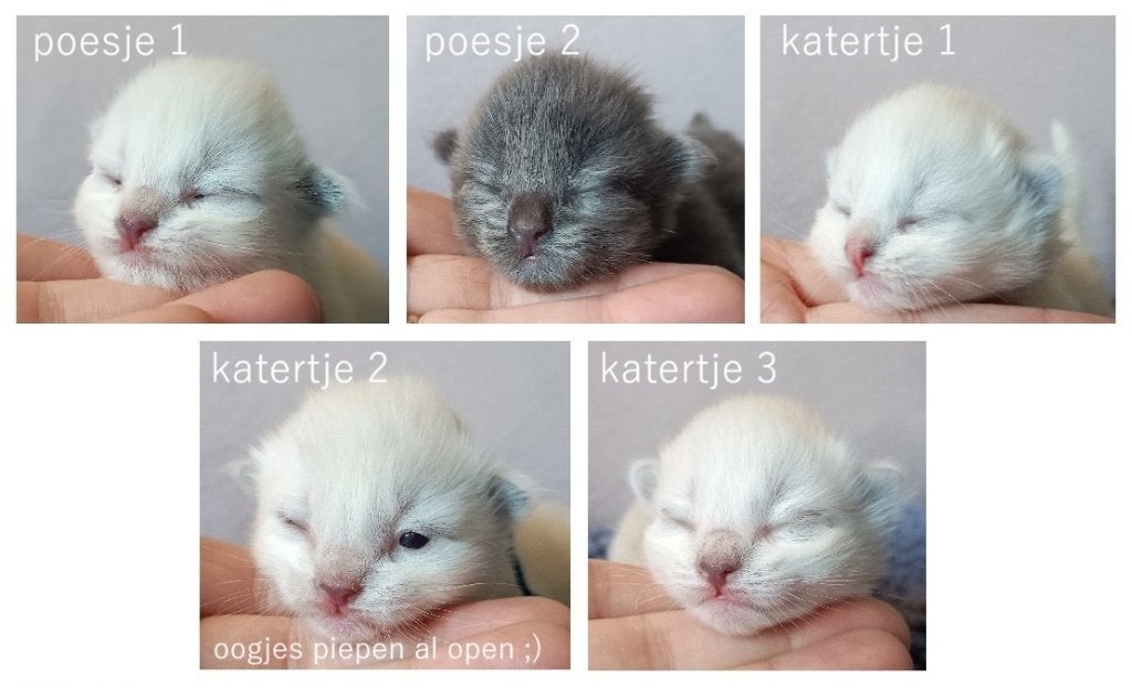 Prachtige Nebelung x Ragdoll kittens, liefdevol opgegroeid, Dieren en Toebehoren, Meerdere dieren, Ontwormd, 0 tot 2 jaar