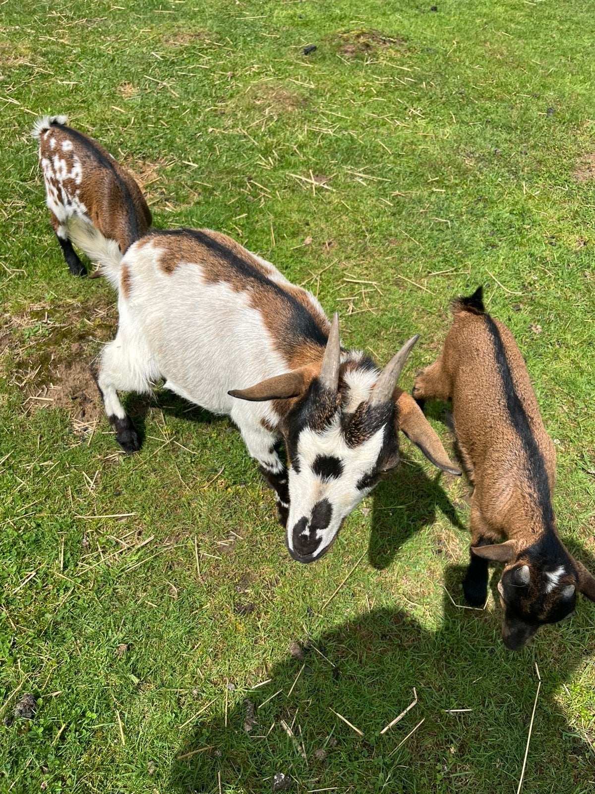 Te koop geit met 2 lammetjes, Meerdere dieren, Geit, 0 tot 2 jaar