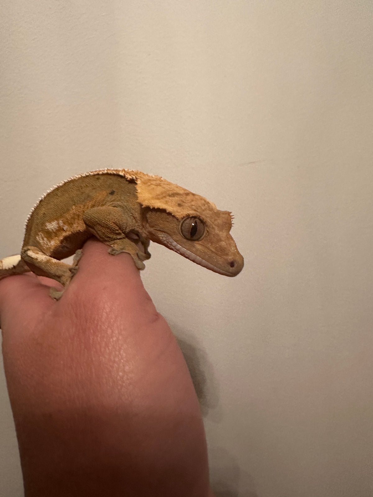 Wimpergekko gekko volwassen vrouw 2,5 jaar, Dieren en Toebehoren, Hagedis, 3 tot 6 jaar