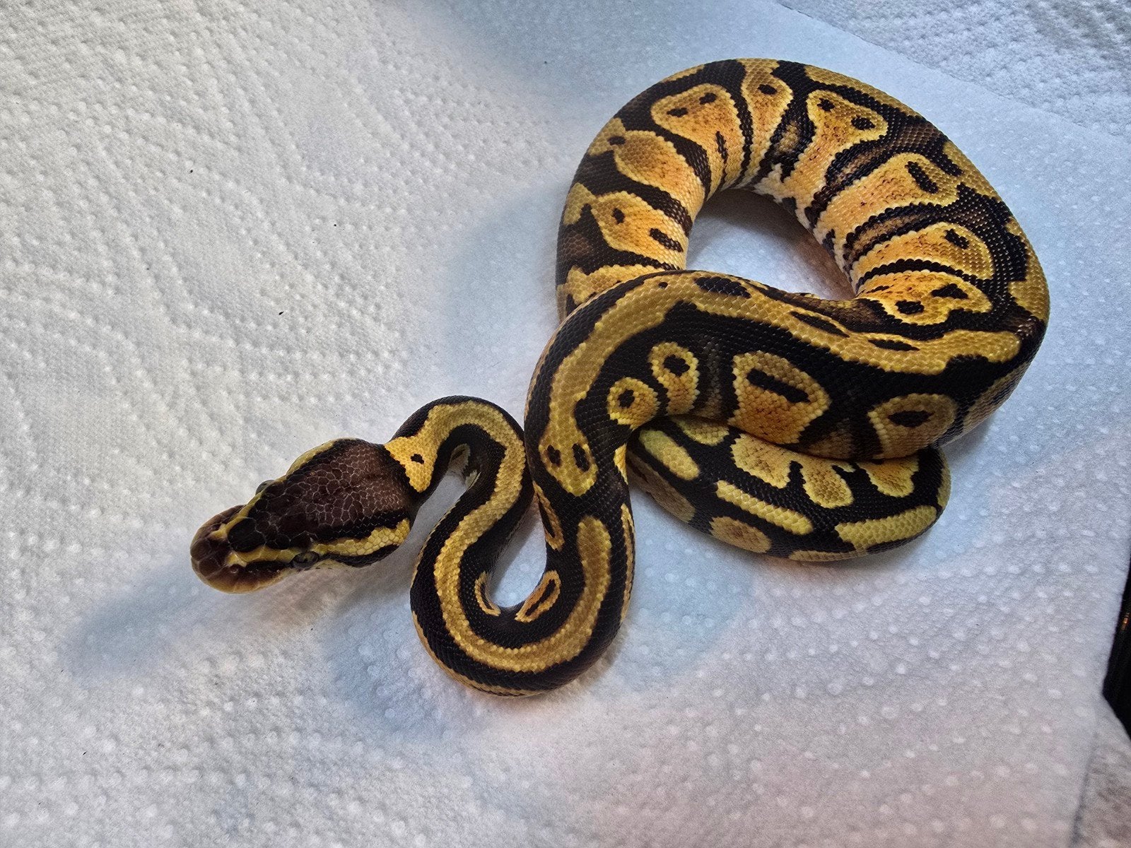 Koningspython (Python regius) – Nederlandse nakweek 2026

Op Ball Python photo 6