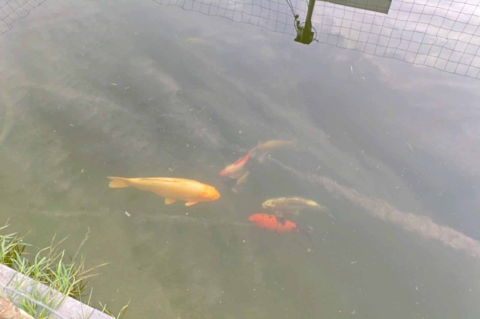 baby guppies koi, Dieren en Toebehoren, Karper of Koi