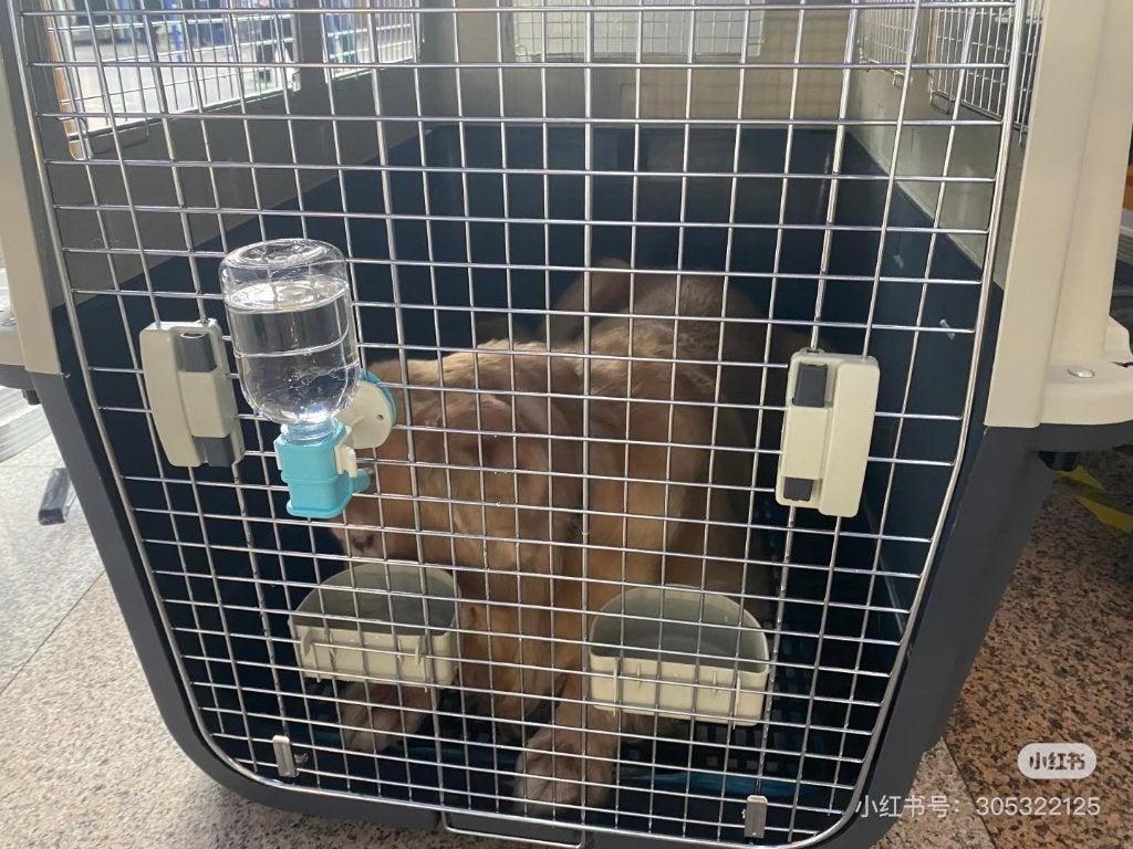 Extra Large IATA Dog Travel Crates (120  80  94 cm), Ophalen, Gebruikt