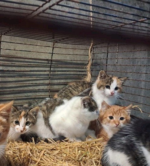 Boerderijkittens, Dieren en Toebehoren, Geslacht onbekend, Kortharig, 0 tot 2 jaar