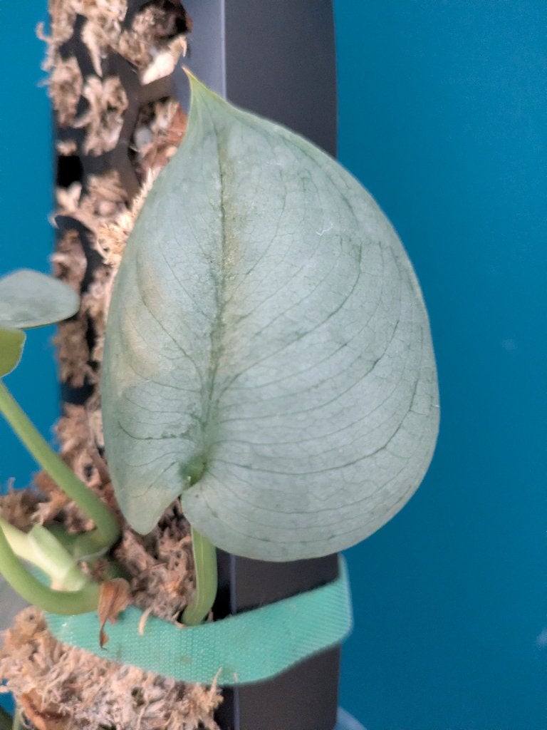 Scindapsus Silver Hero stek, Ophalen of Verzenden, Halfschaduw, Minder dan 100 cm