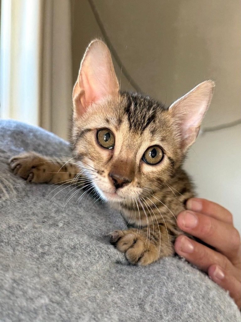 Prachtige Bengaalse Raskitten te koop 3 katers, 2 poesjes, Meerdere dieren, Met stamboom, 0 tot 2 jaar