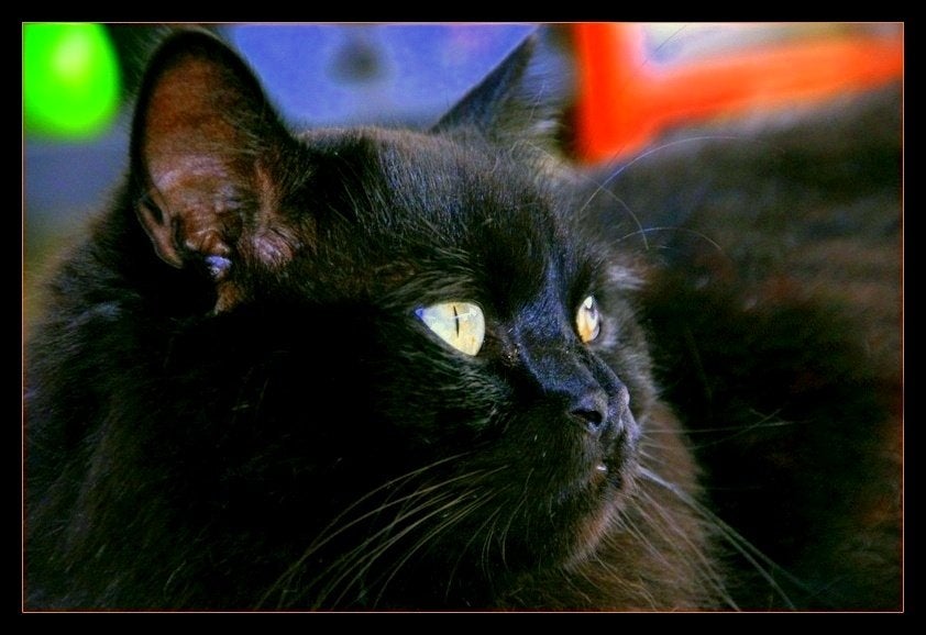TE KOOP BRITS KORTHAAR POES RASZUIVER  WEGENS OMSTANDIGHEDEN, Dieren en Toebehoren, Poes, Ontwormd, 3 tot 5 jaar