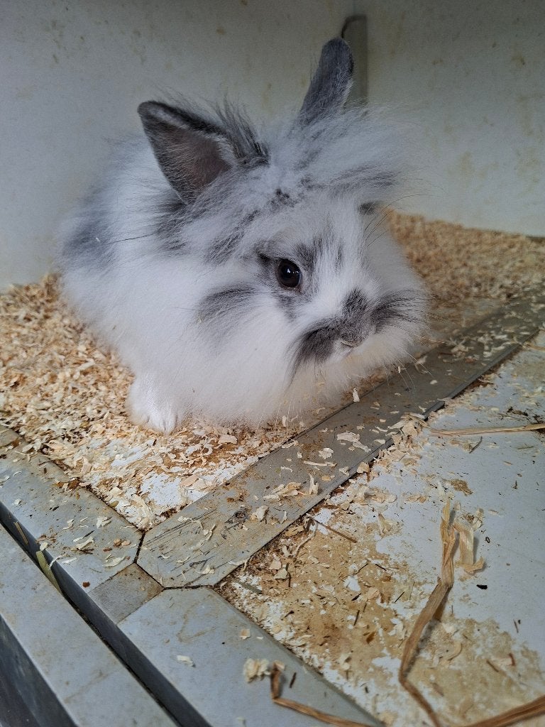 3 mooie baby konijntjes, Dieren en Toebehoren, Meerdere dieren, Dwerg, 0 tot 2 jaar