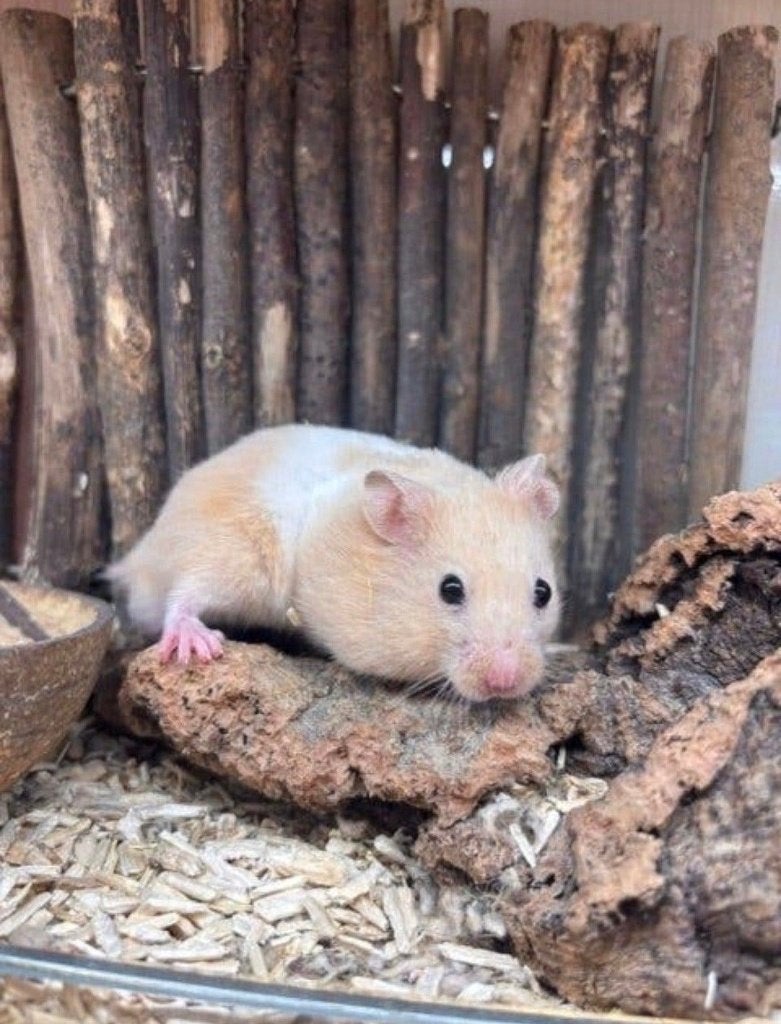 Jonge goudhamster man, Dieren en Toebehoren, Knaagdieren, Hamster, April, Mannelijk, Tam