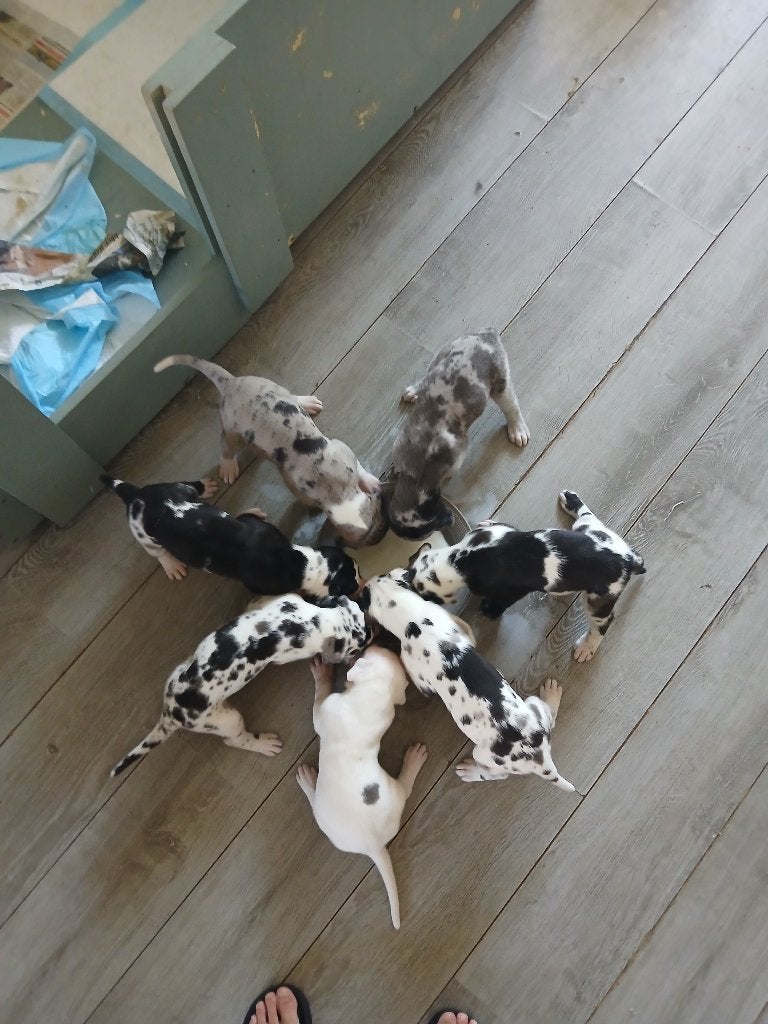 Duitse dog pups, Overige rassen, 8 tot 15 weken, Parvo, Meerdere