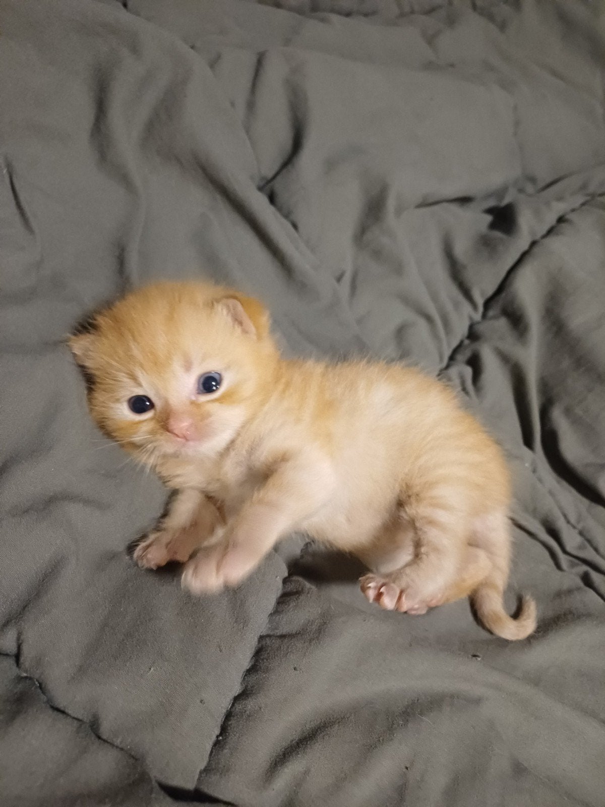 Kitten, Poes, Kortharig, 0 tot 2 jaar
