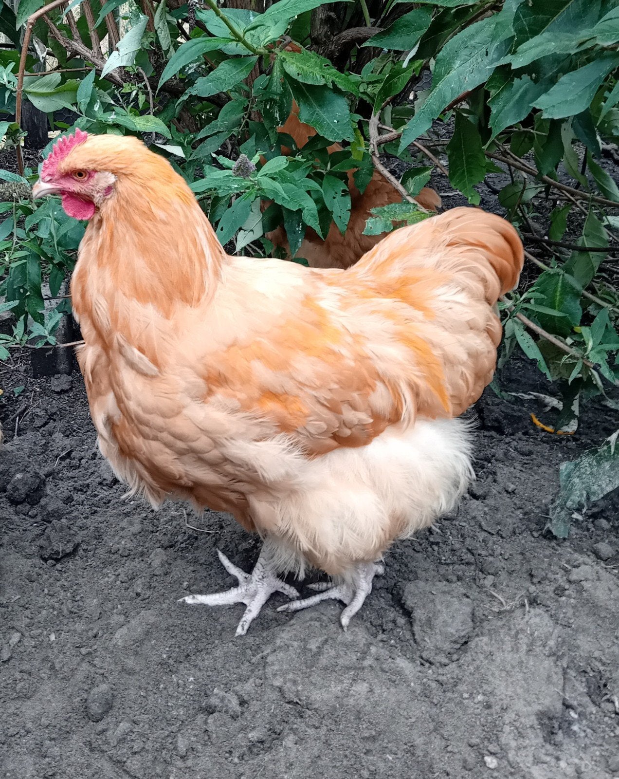jonge Orpington hanen, Dieren en Toebehoren, Pluimvee, Mannelijk, Kip