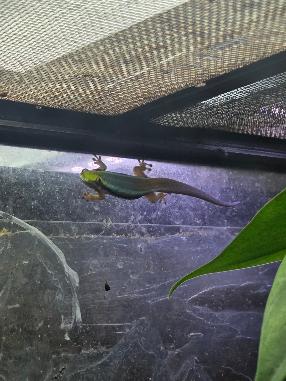 phelsuma klemmeri