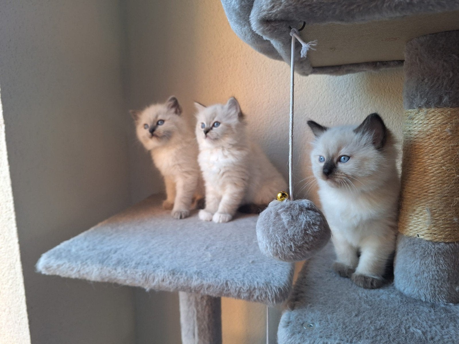 Onweerstaanbare Ragdoll Kittens - Knuffelzacht en Speels, Meerdere dieren, Gechipt, 0 tot 2 jaar