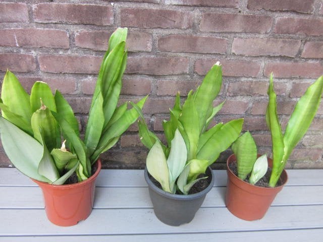 plant sanseveria 3X, Bloeiende kamerplant, Ophalen, Halfschaduw, Minder dan 100 cm