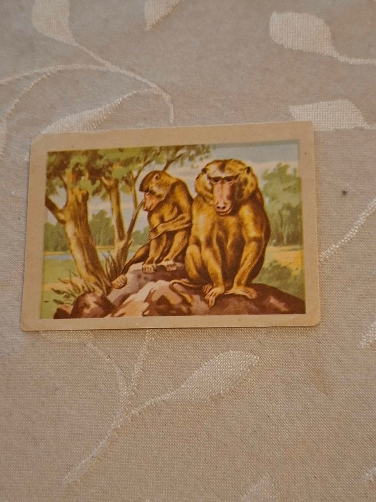 Prentje/Chromo : De Baviaan / Chocolade Jacques, Verzamelen, 1960 tot 1980, Gebruikt, Verzenden, Dier
