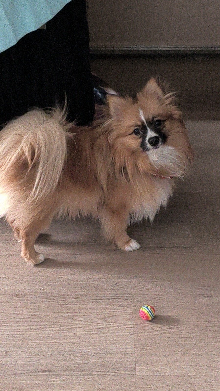 Dwergkees ter dekking aangeboden, Reu, 1 tot 2 jaar, Parvo, Eén hond