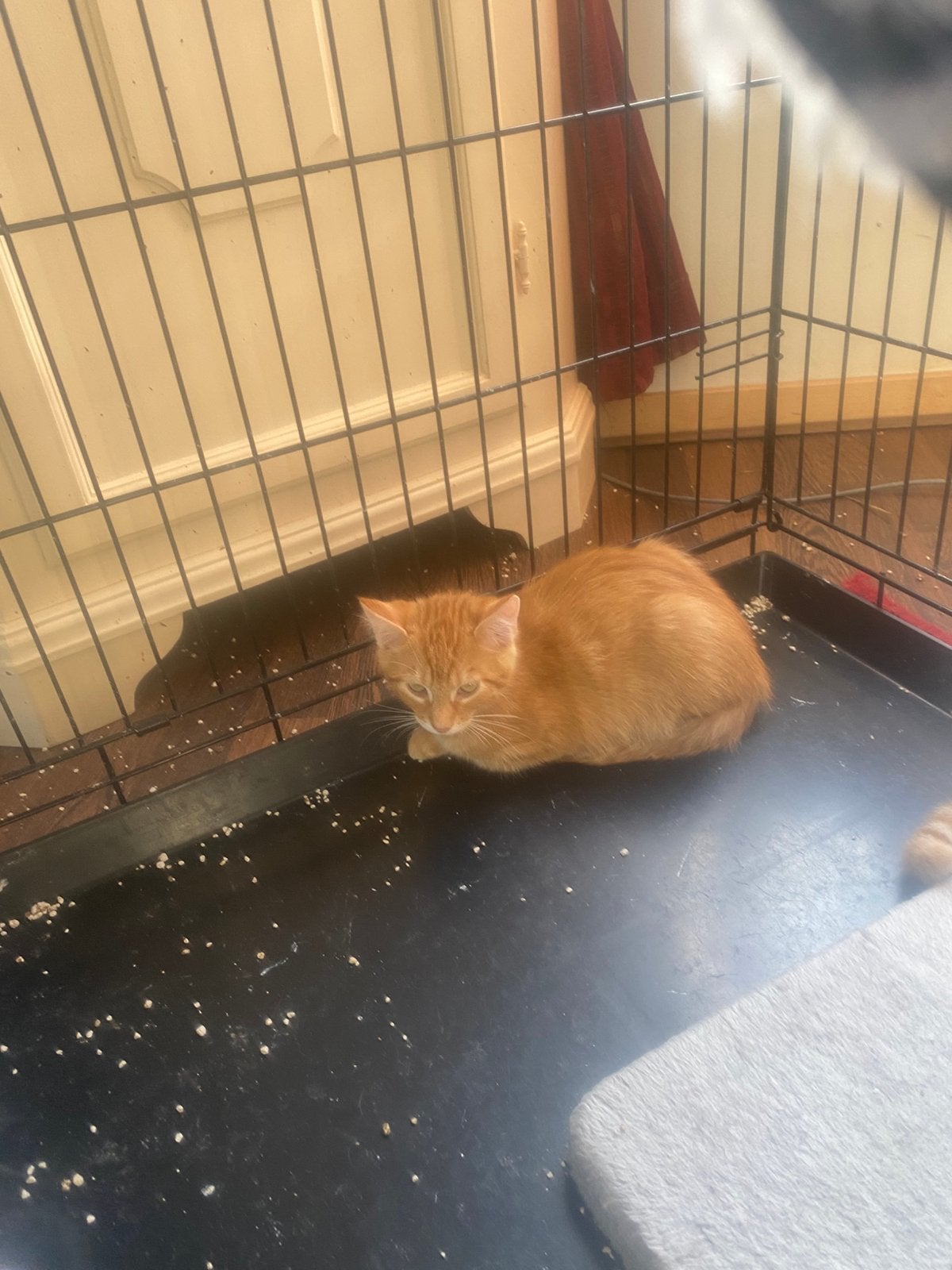 Kittens 1rode en 1rood/witen twee zwart/wit, Dieren en Toebehoren, Meerdere dieren