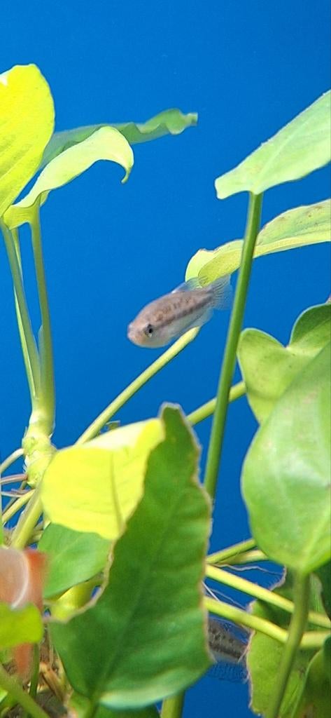 Dwerg Knorgourami thrichopsis pumila aquarium vissen kopen, Vis, Zoetwatervis