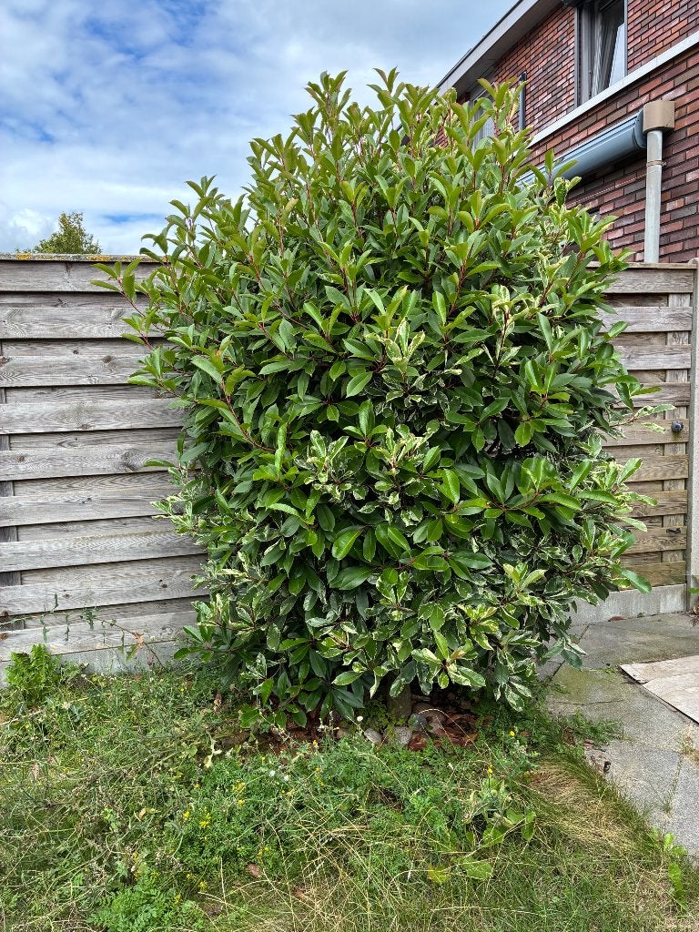 2x glansmispel op stam / photinia x fraseri, Overige soorten, 100 tot 250 cm, Zomer, Ophalen