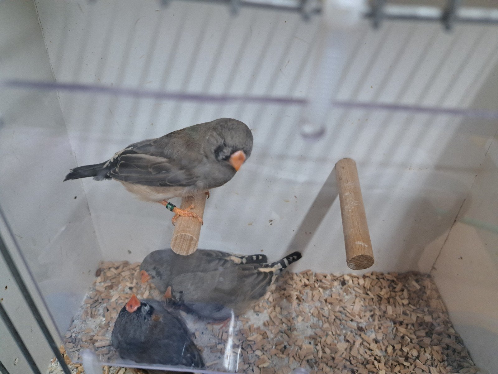 TE KOOP JONGE  ZEBRAVINKEN GRIJS EN BONT, Meerdere dieren