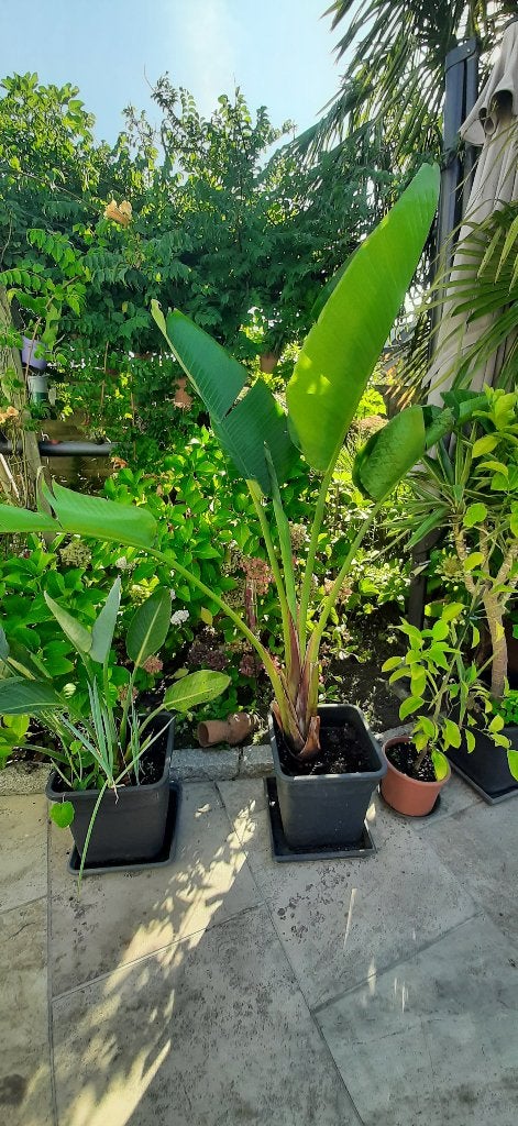 Grote Strilitzia Nicolai - Paradijsvogelplant, Ophalen, 100 tot 150 cm, Overige soorten, In pot