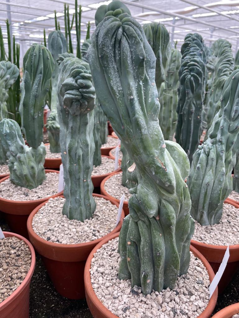 Cactus Myrtillocactus Geometrizans Cristaat in de 19cm pot, Ophalen of Verzenden, Minder dan 100 cm, Bloeiende kamerplant, Volle zon