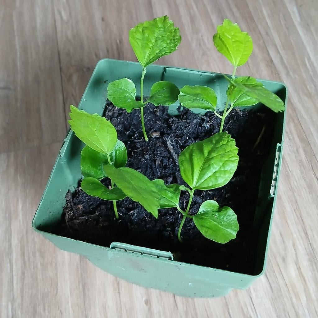 4 hibiscus plantjes te koop, Huis en Inrichting, Kamerplanten, Ophalen