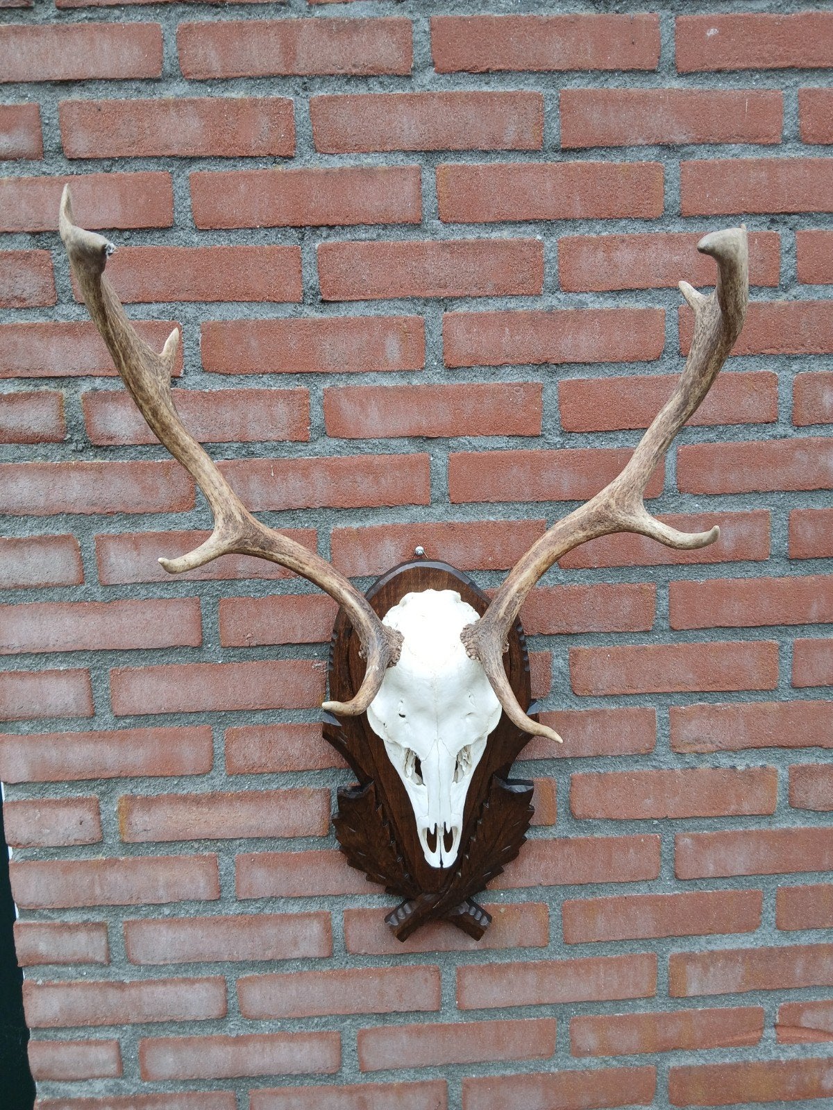 damhert gewei, Verzamelen, Ophalen, Hert, Gewei of Kop