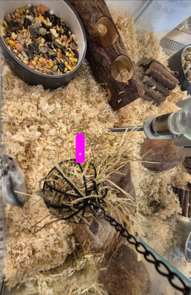 Cricetulus griseus Chinese Dwerg Hamster, Dieren en Toebehoren, Augustus, Vrouwelijk, Hamster