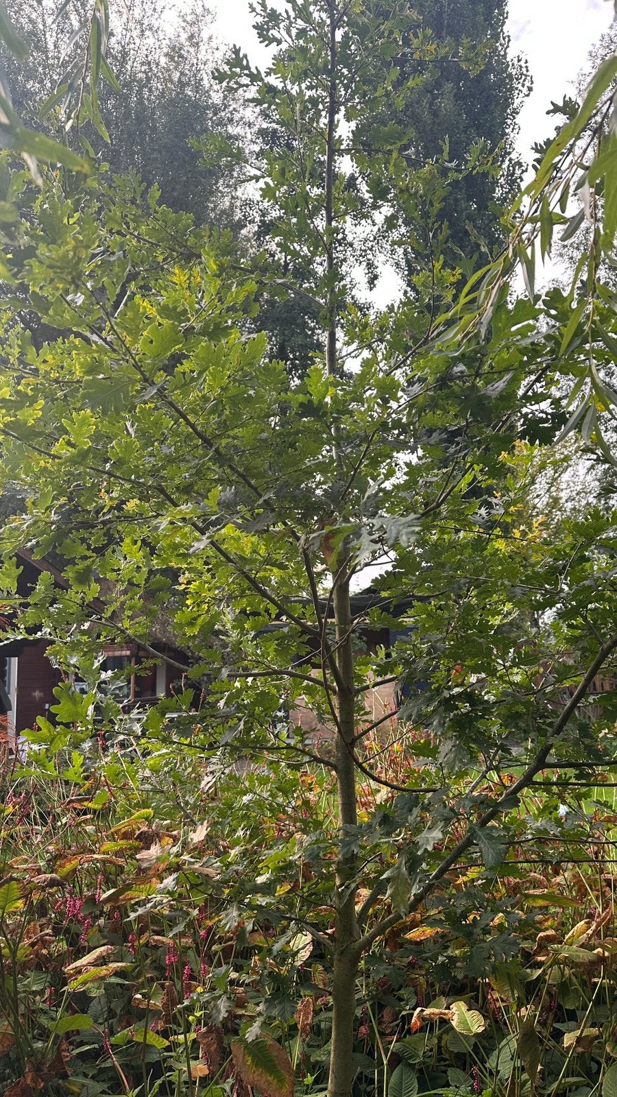 4+ m eik, Tuin en Terras, Overige soorten, Lente, Minder dan 100 cm, Ophalen