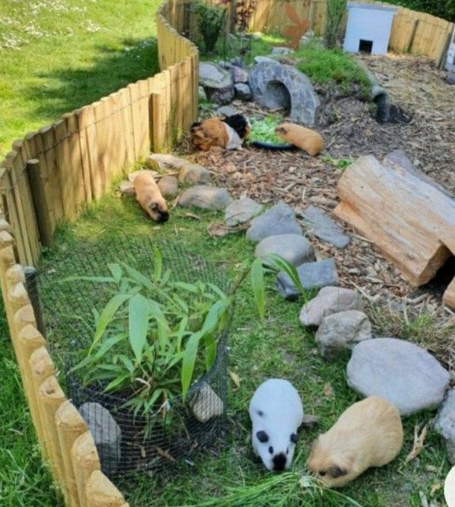 Gezocht jonge cavia's (2 zeugjes), Cavia, Juni, Vrouwelijk, Tam