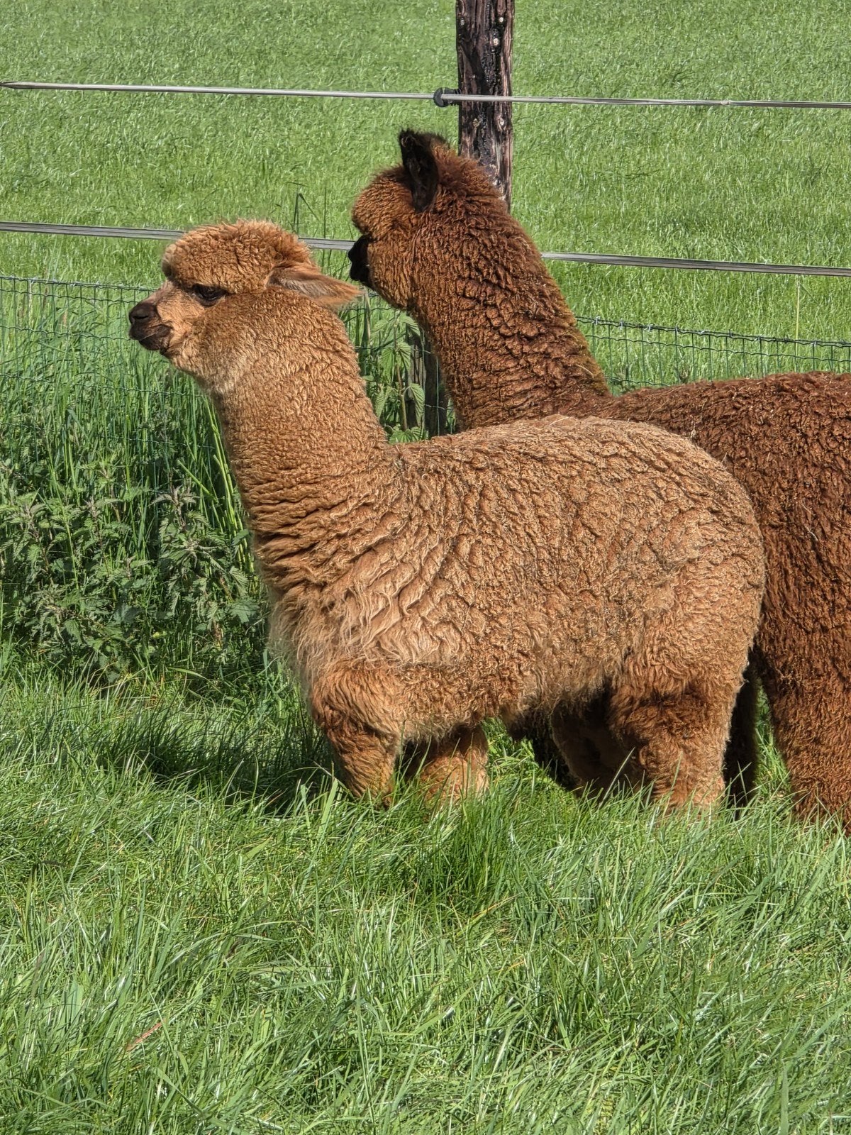 alpaca merries te koop, Dieren en Toebehoren, Overige Dieren, Juli, Meerdere dieren