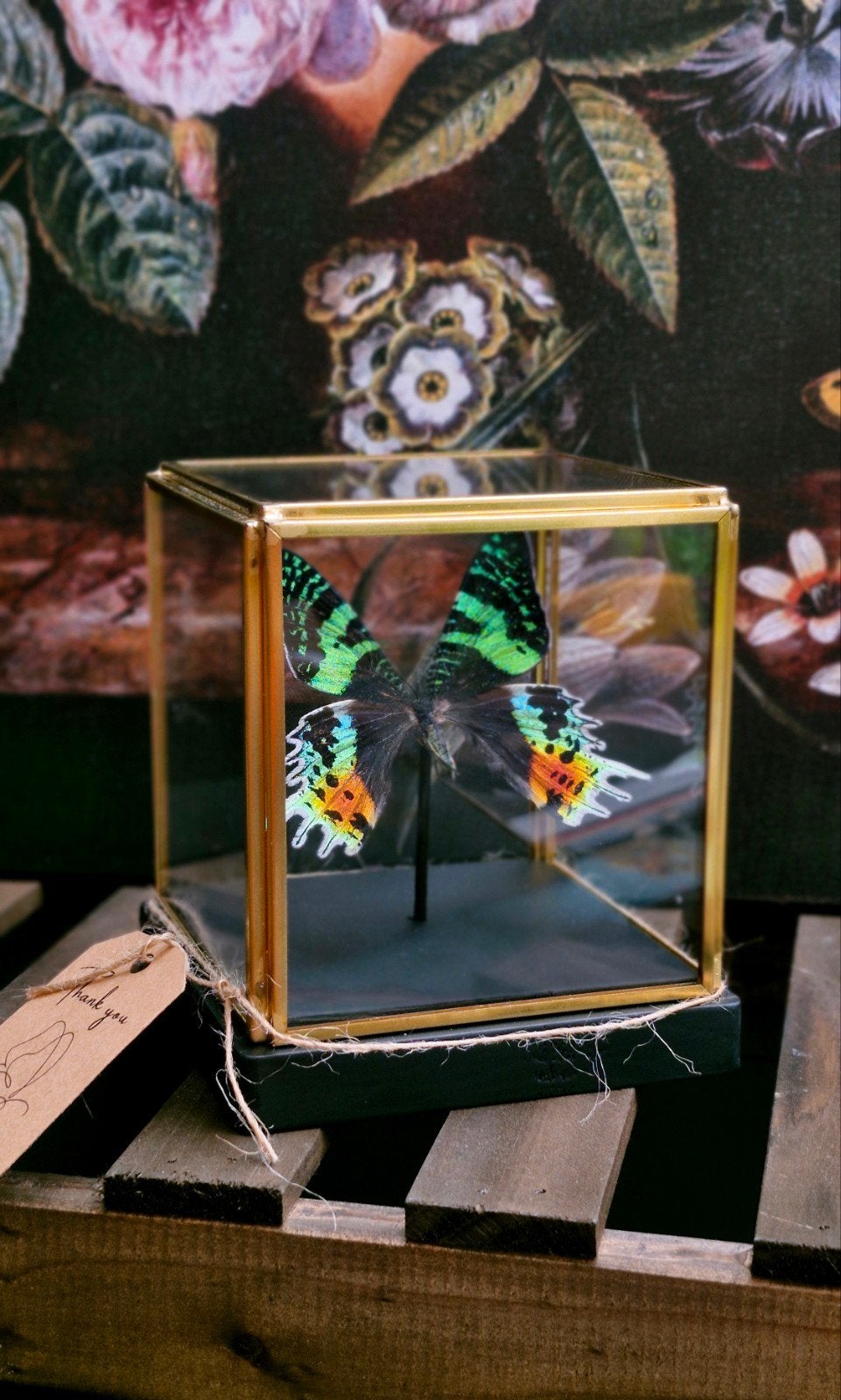 Opgezette vlinders,  gouden kistje, stolp, Verzamelen, Dierenverzamelingen, Ophalen of Verzenden, Nieuw, Insect, Opgezet dier