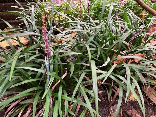 Liriope muscari of leliegras, Tuin en Terras, Planten | Tuinplanten, Ophalen, Volle zon, Vaste plant, Siergrassen
