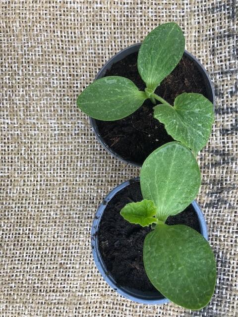 Hokkaido pompoenplanten, Tuin en Terras, Planten | Tuinplanten, Ophalen, Volle zon, Groenteplanten, Eenjarig