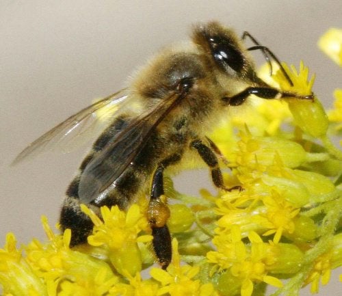 Tekoop carnica bijen f1 op 10 ramen, Dieren en Toebehoren, Insecten en Spinnen, Bijen