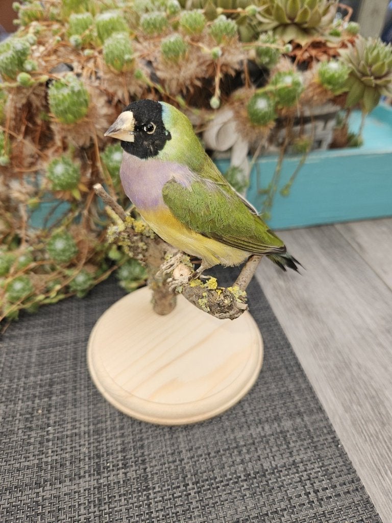 Prachtige opgezette gould amadine man, Ophalen of Verzenden, Nieuw, Vogel, Opgezet dier