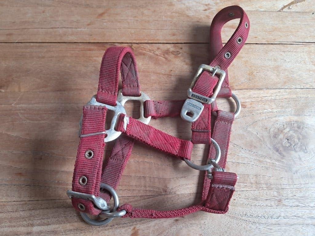 Halster voor Shetlander , rood , gebruikt , Equitheme, Ophalen of Verzenden, Gebruikt, Overige soorten