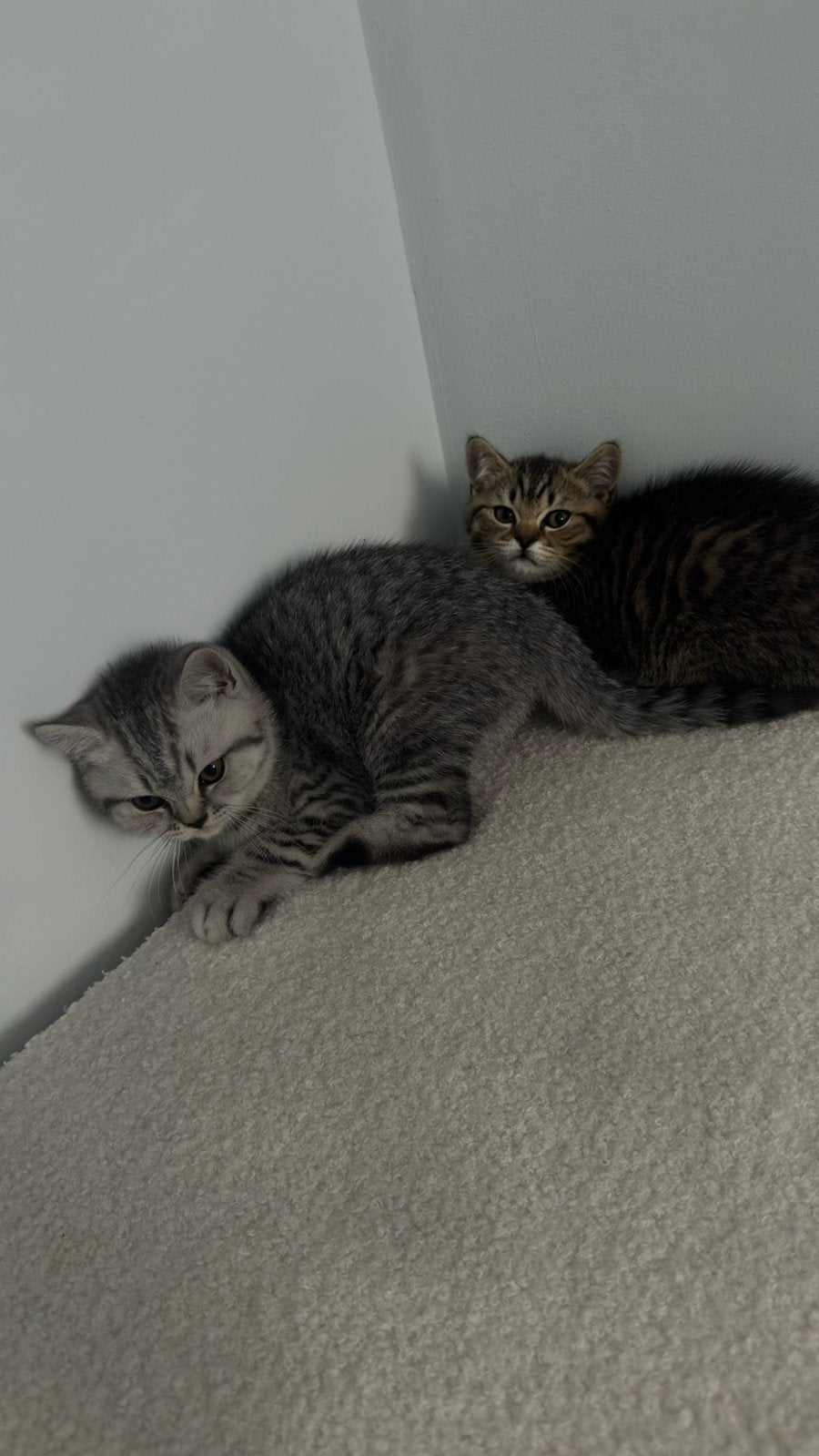 2 Kittens - Britse korthaar - jongen / meisje, Meerdere dieren, 0 tot 2 jaar