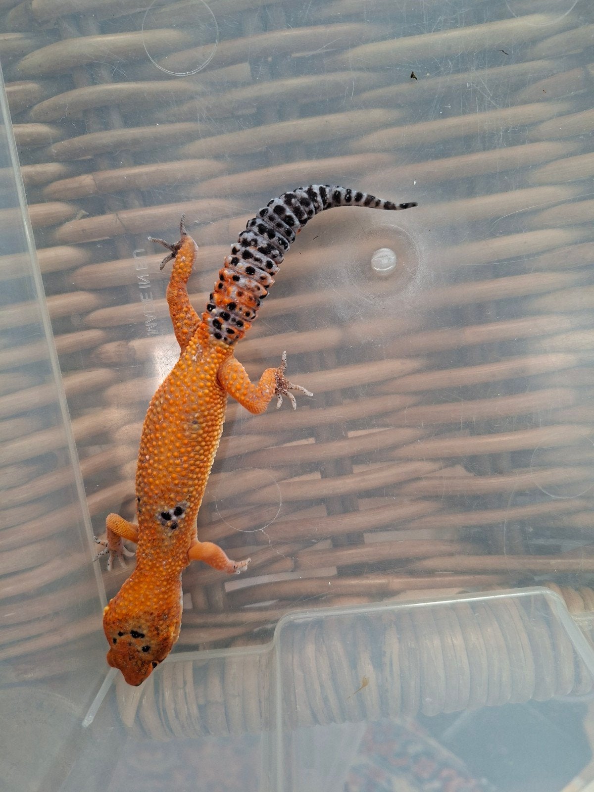 Eublepharis Macularius Pet only luipaardgekko Leopard Gecko photo 5