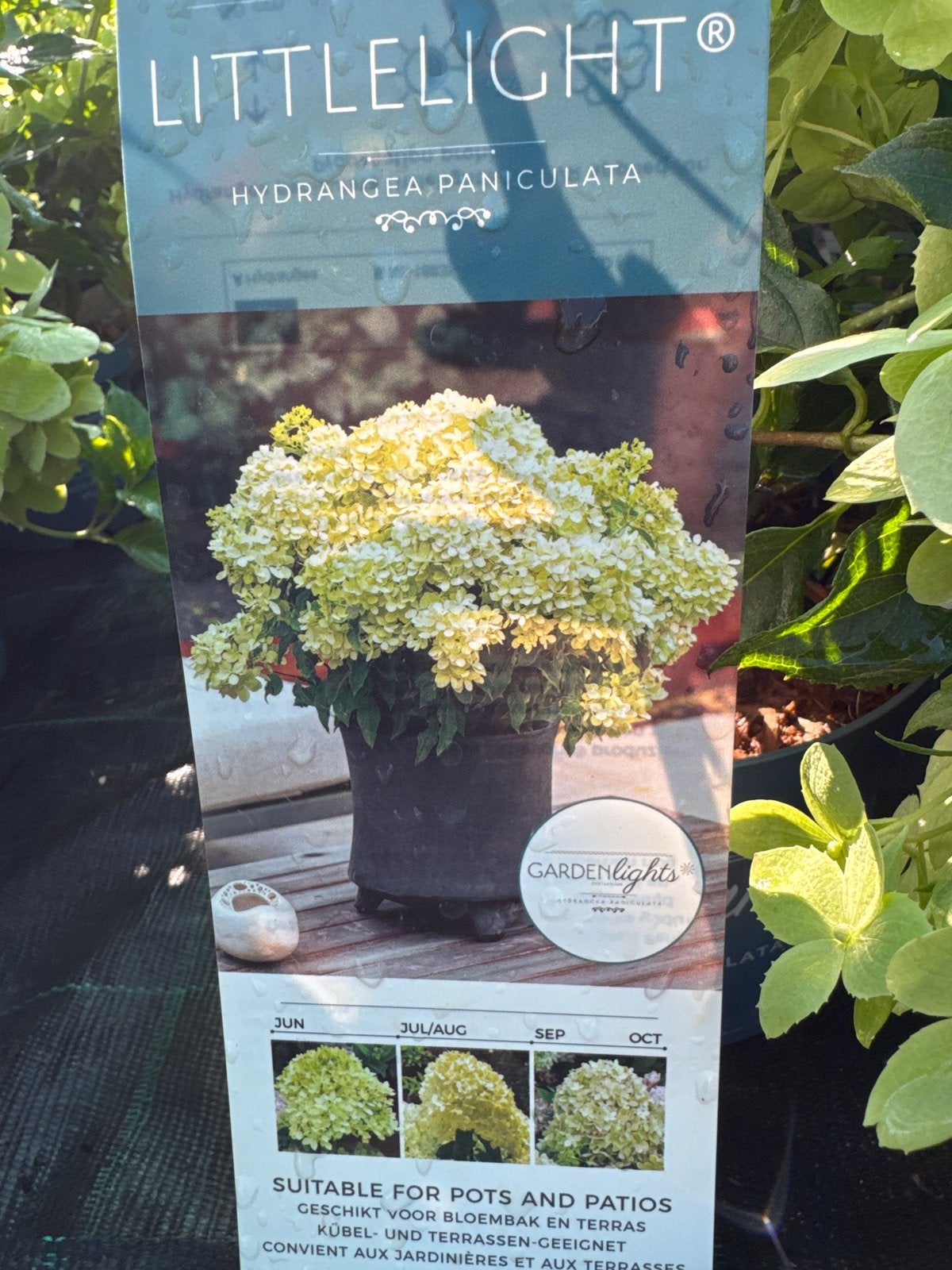 Dwerg Hortensia Littlelight - Lange Bloei Juni-Okt, Tuin en Terras, Volle zon, Vaste plant, Zomer, Ophalen