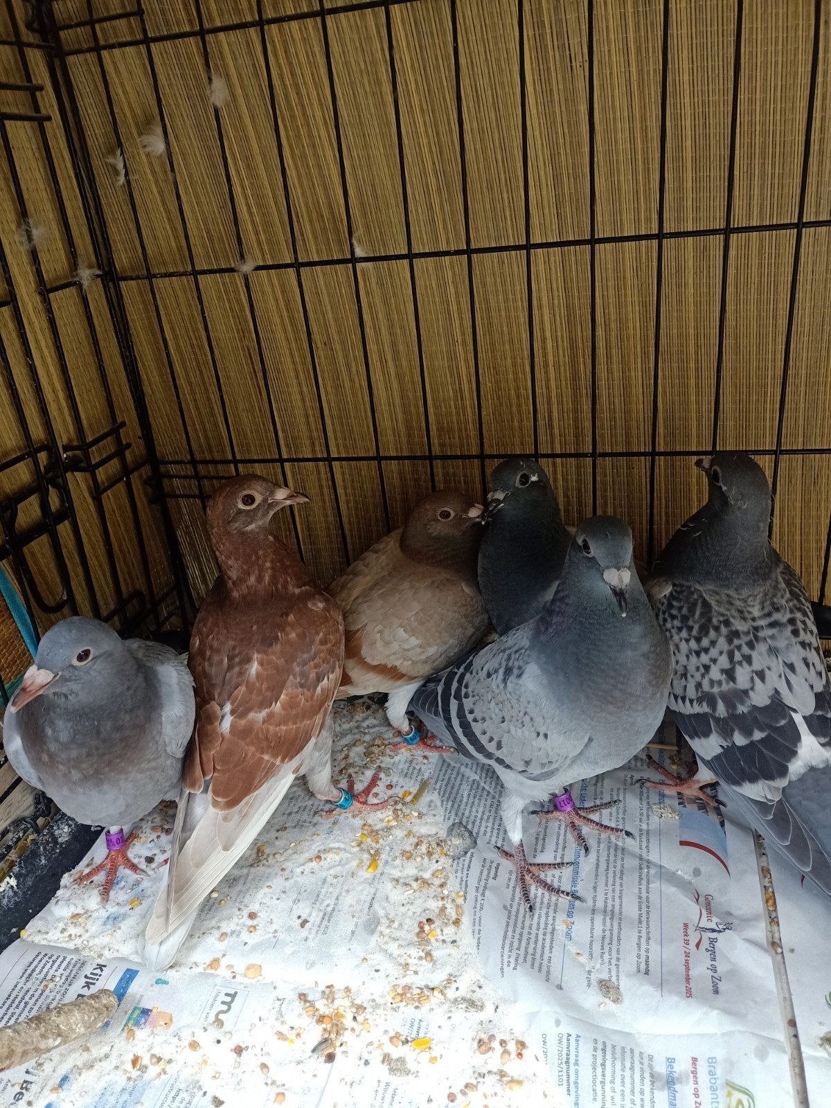 Jonge postduiven, Meerdere dieren, Postduif
