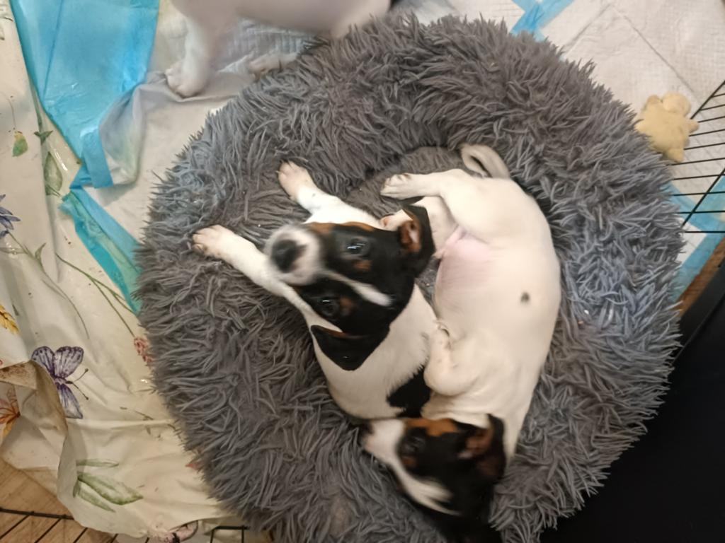 Nog 2 mooie jack Russell pups te koop (2reutjes), Dieren en Toebehoren, Jack Russell Terriër, 8 tot 15 weken, Meerdere, Meerdere dieren
