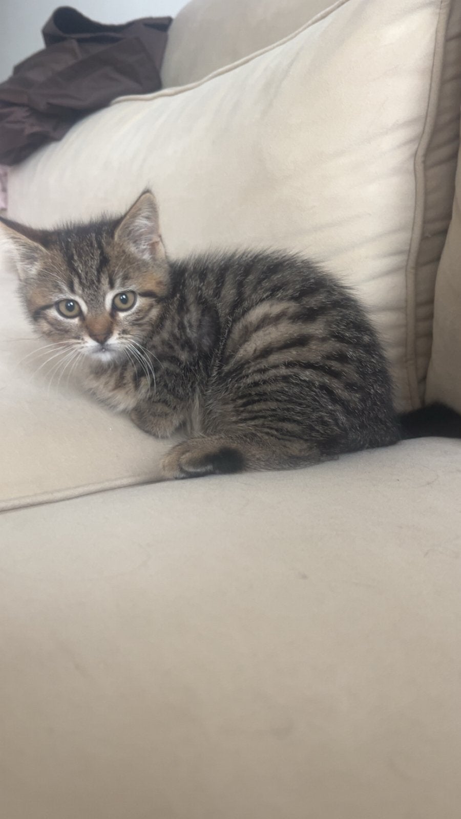 Kittens kruising britse korthaar x Europese korthaar, Meerdere dieren, 0 tot 2 jaar