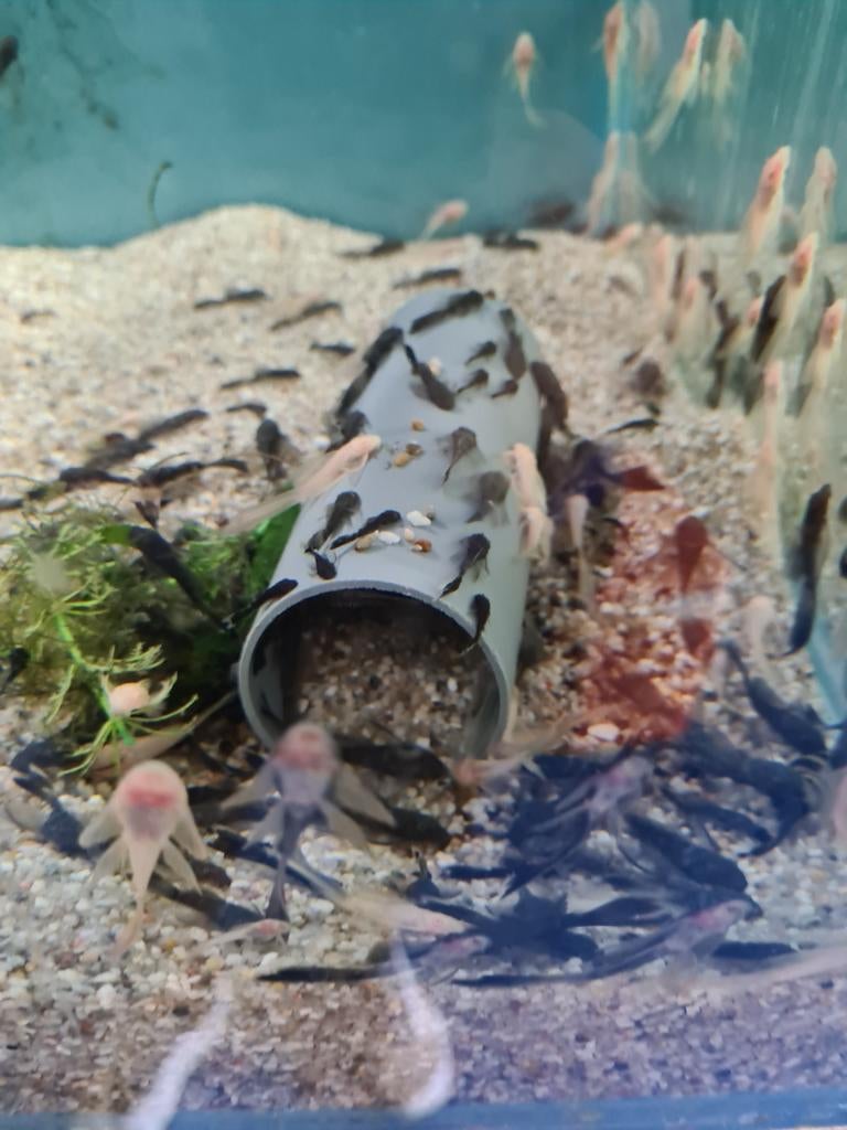 Ancistrus Green Dragon Longfin en Albino GreenDragon Longfin, Dieren en Toebehoren, Vis, Zoetwatervis