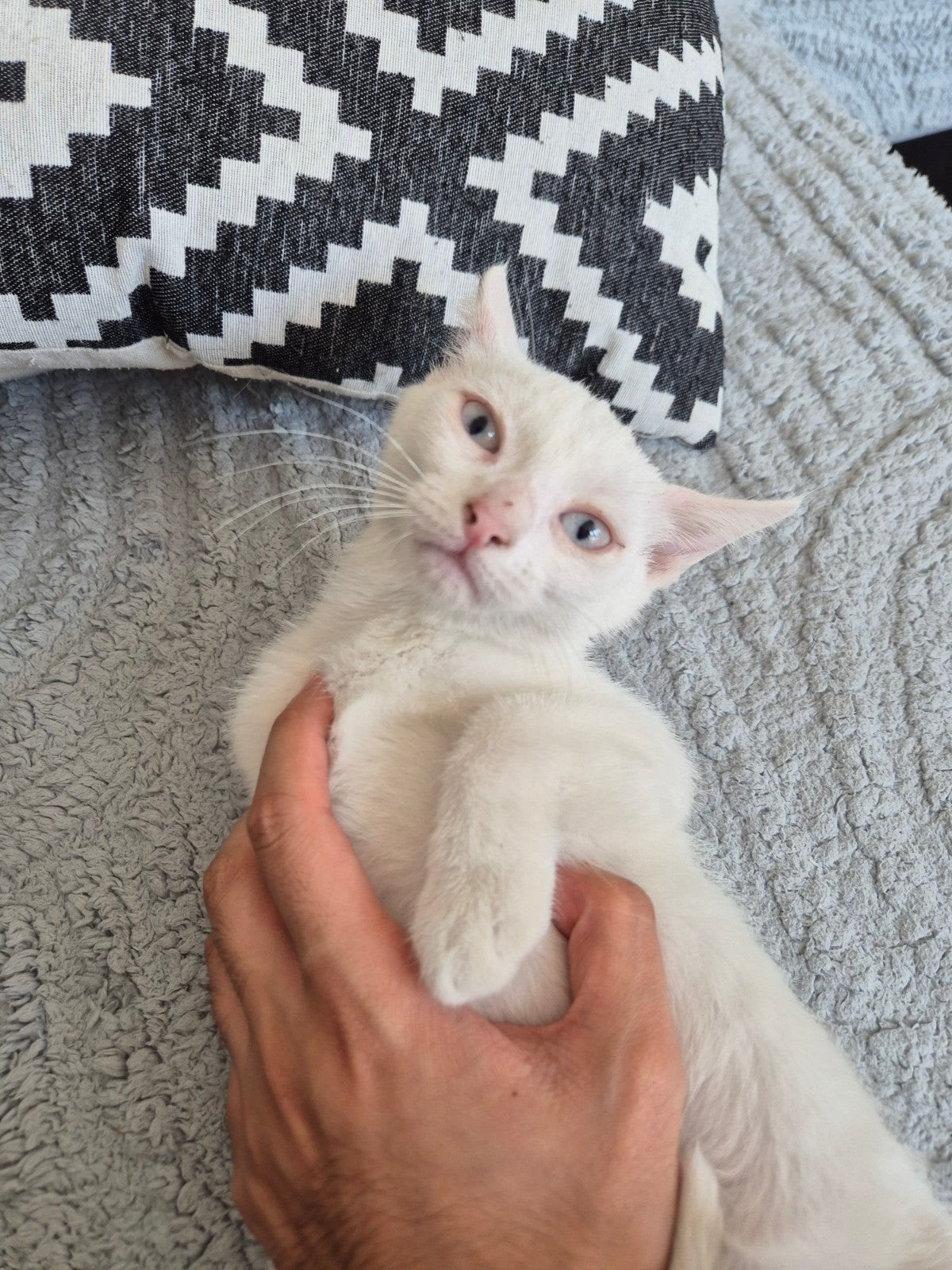 Schattige witte kittens te koop, Meerdere dieren, Kortharig, 0 tot 2 jaar