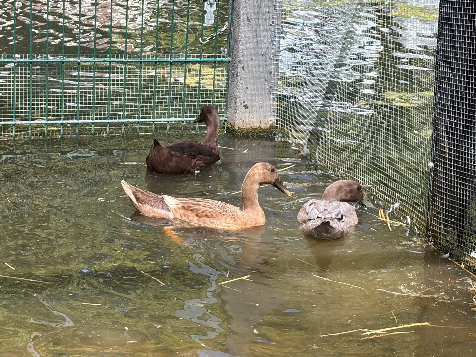 Loopeend kuikens, Meerdere dieren, Eend