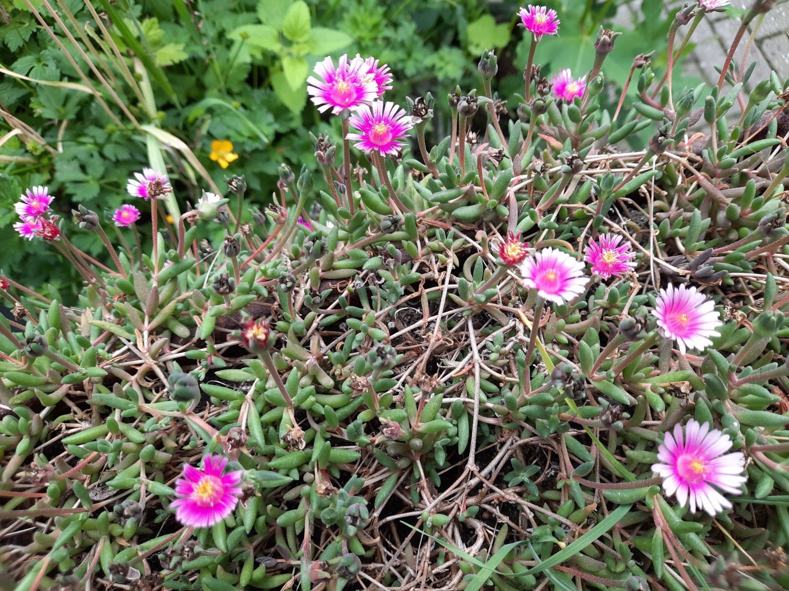 Vaste ijsbloem, Delosperma, licht roze, Ophalen, Overige soorten, Volle zon
